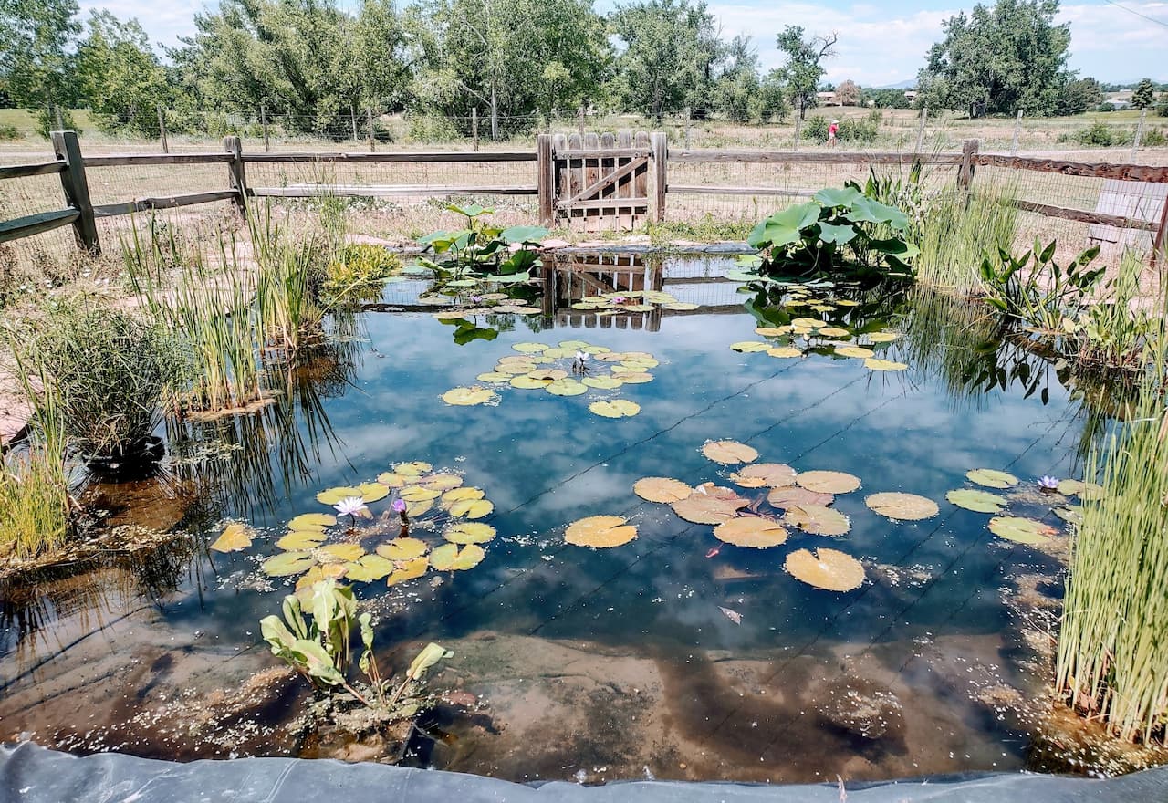 Image-For-Water-Plants-At-Hudson-Gardens-By-MedExec